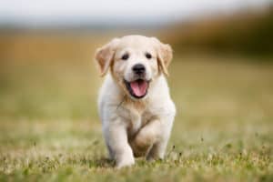 cute animals should work